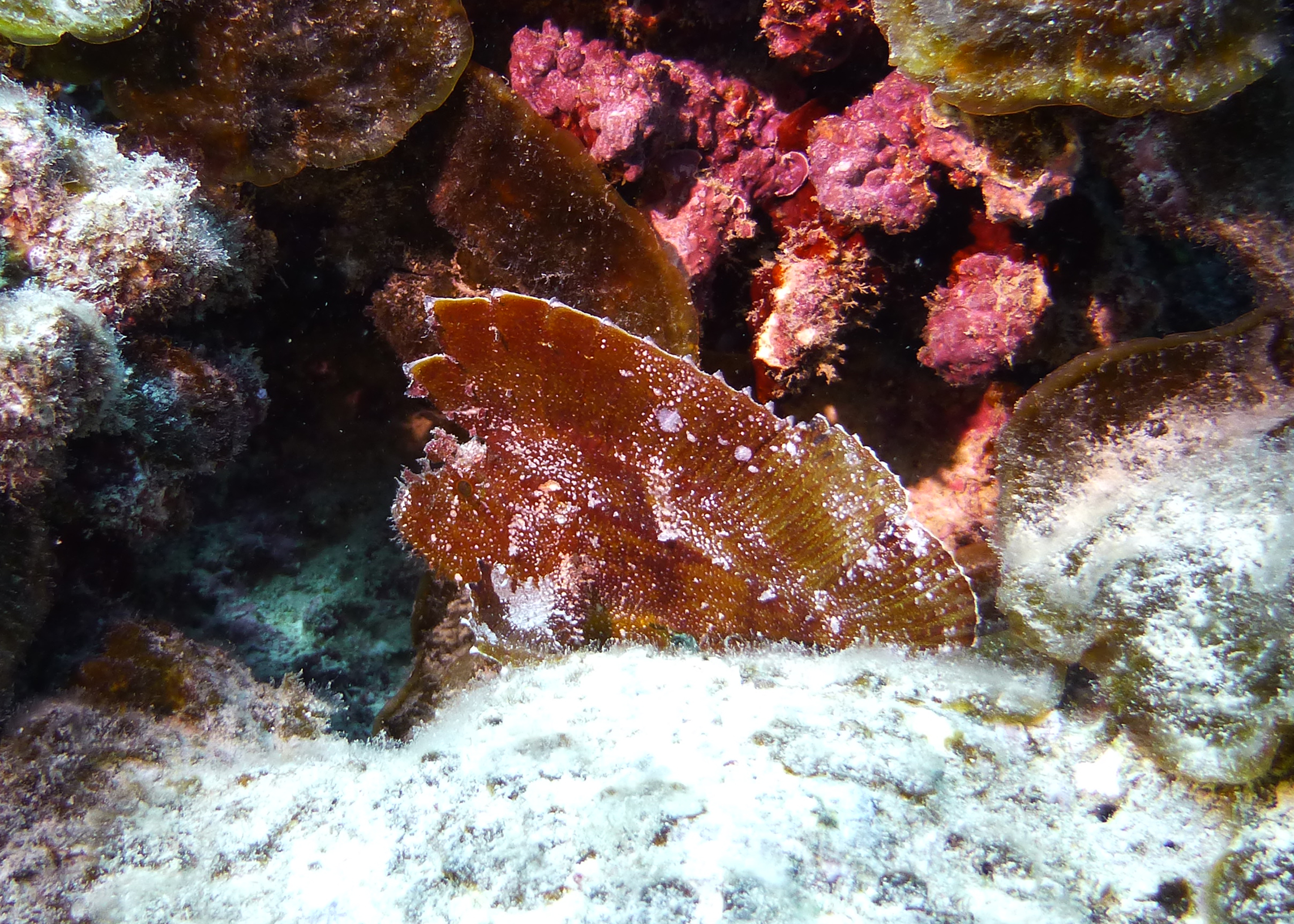 Leaf scorpionfish, Mo'orea, French Polynesia 2024.